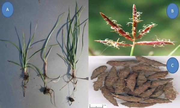 علف هرز اویازسلام